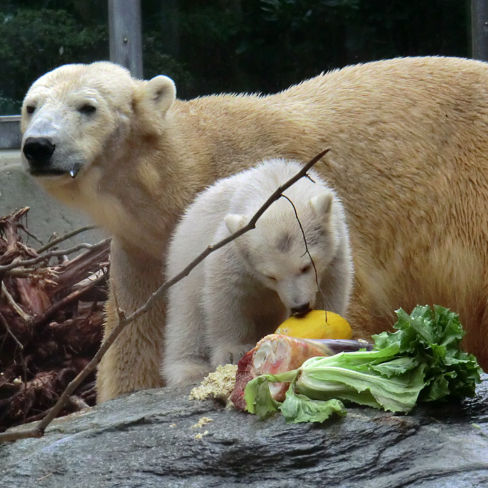 Eisbärbaby ANORI und Eisbärin Vilma am 23. April 2012 im Wuppertaler Zoo