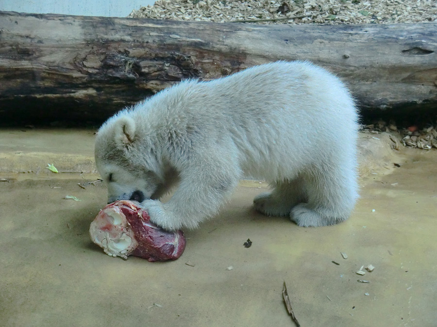 Eisbärbaby ANORI am 23. April 2012 im Wuppertaler Zoo