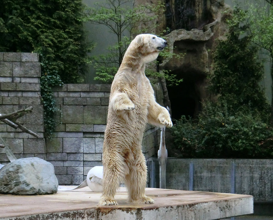Eisbär LARS am 29. April 2012 im Zoologischen Garten Wuppertal