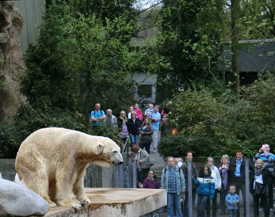 Eisbär LARS am 29. April 2012 im Wuppertaler Zoo