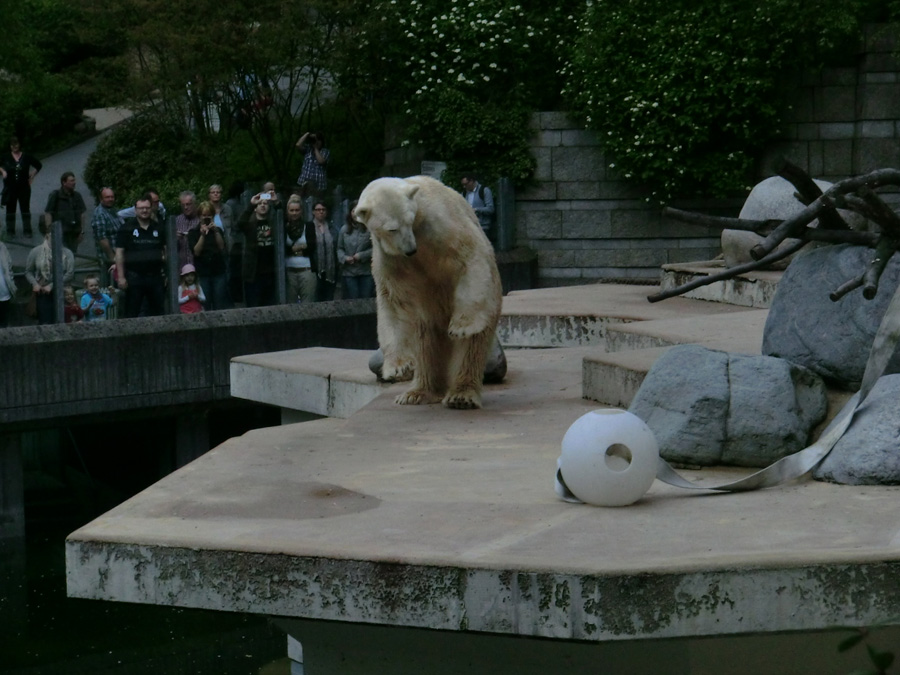 Eisbär LARS am 29. April 2012 im Zoologischen Garten Wuppertal