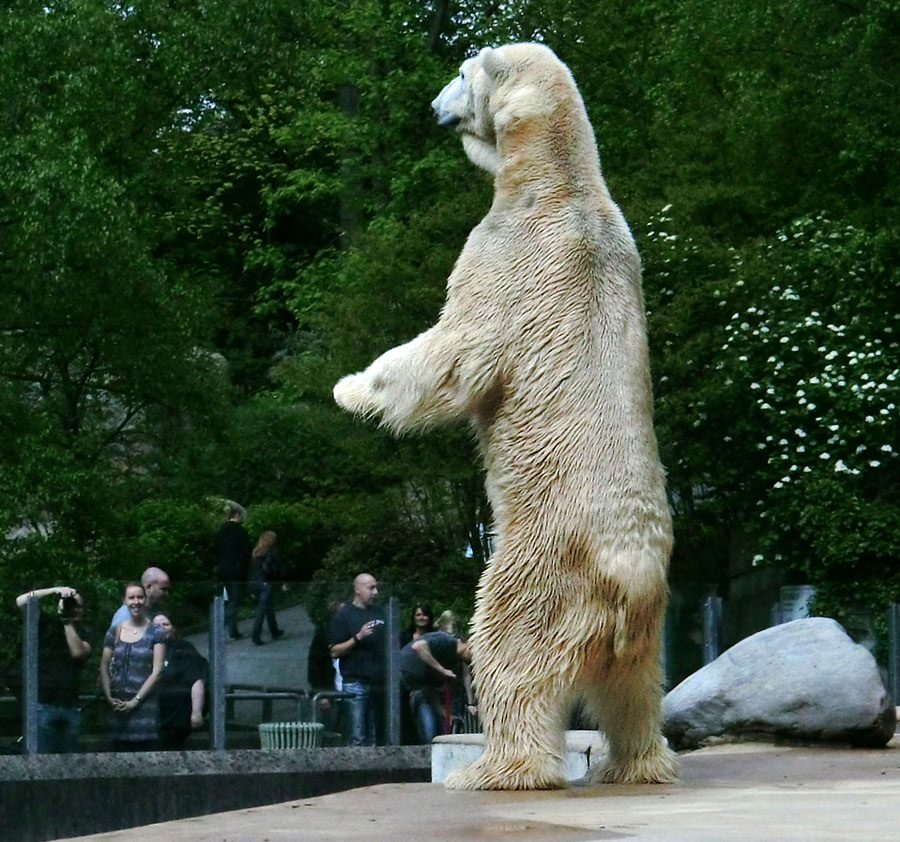 Großer Eisbär LARS am 1. Mai 2012 im Zoo Wuppertal