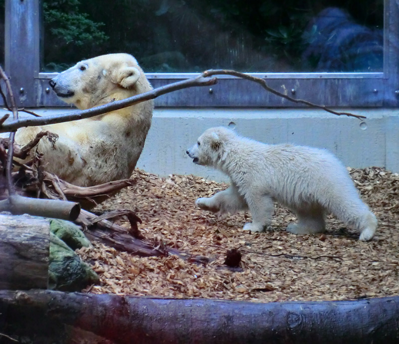 Eisbärin VILMA und Eisbärchen ANORI am 1. Mai 2012 im Wuppertaler Zoo