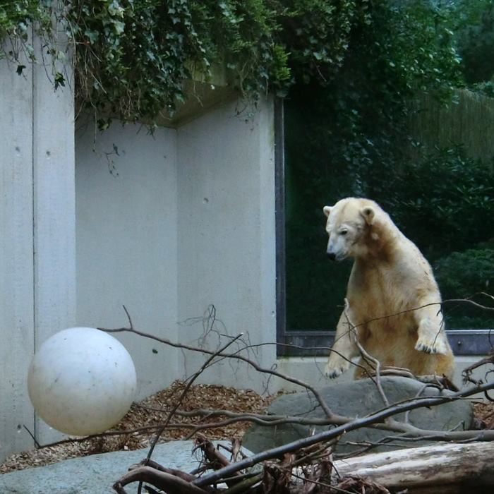 Eisbärin VILMA am 1. Mai 2012 im Wuppertaler Zoo