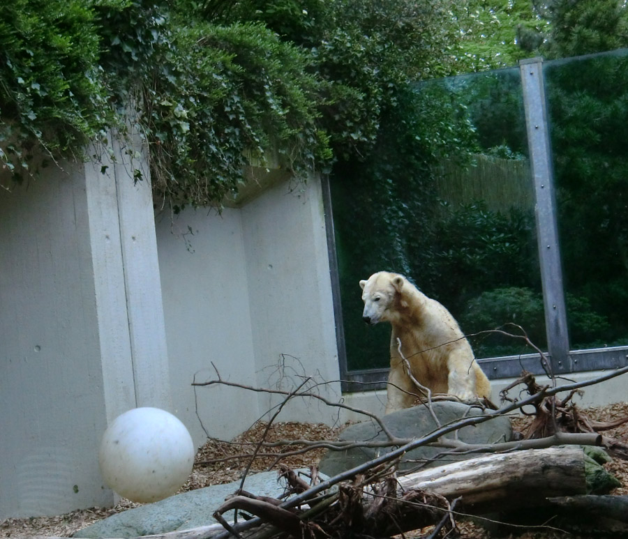 Eisbärin VILMA am 1. Mai 2012 im Zoologischen Garten Wuppertal