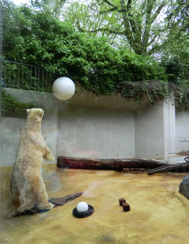 Eisbärin VILMA am 1. Mai 2012 im Zoo Wuppertal