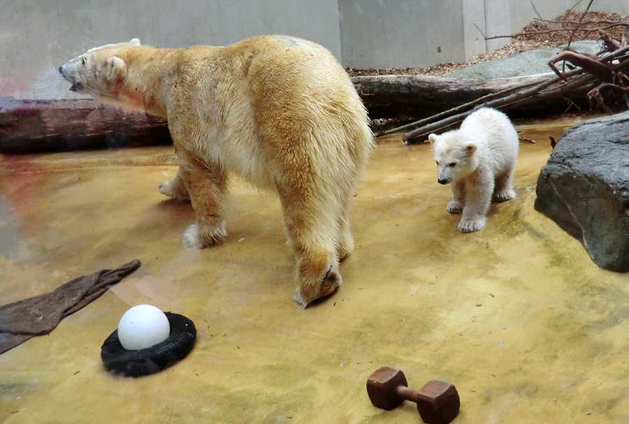 Eisbärin VILMA und Eisbärchen ANORI am 1. Mai 2012 im Zoologischen Garten Wuppertal