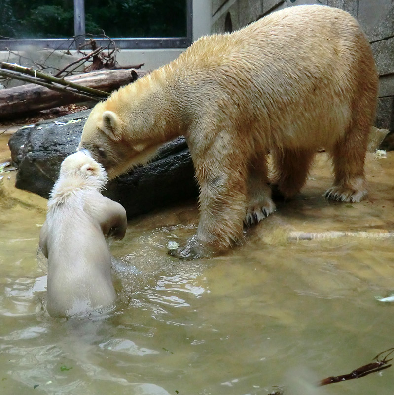 Eisbärchen ANORI und Eisbärin VILMA am 2. Mai 2012 im Wuppertaler Zoo