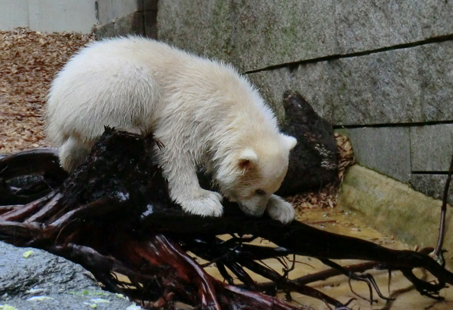 Eisbärchen ANORI am 2. Mai 2012 im Wuppertaler Zoo