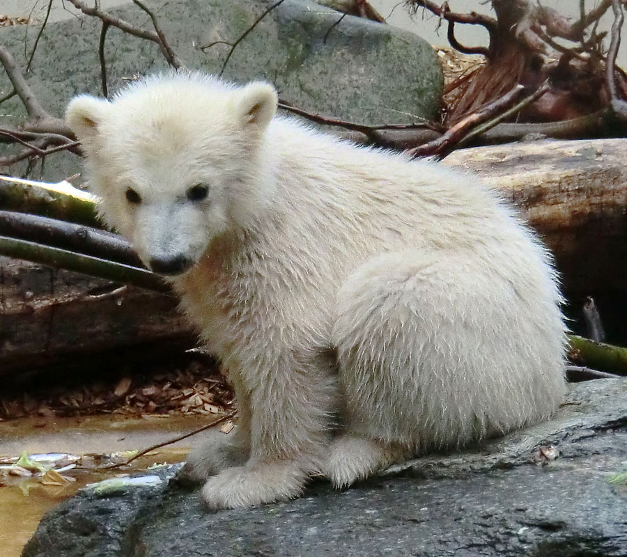 Eisbärchen ANORI am 2. Mai 2012 im Zoo Wuppertal