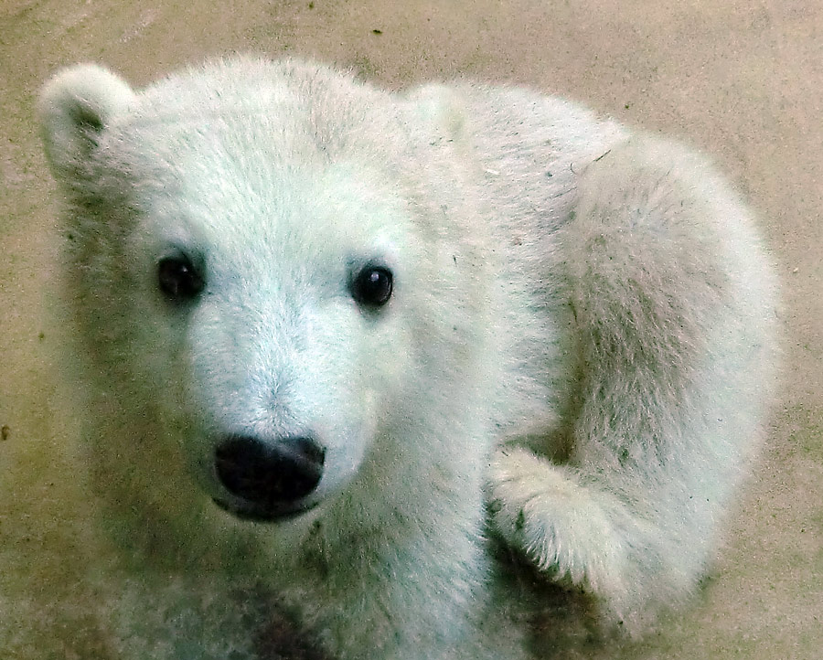 Eisbärbaby ANORI am 4. Mai 2012 im Wuppertaler Zoo