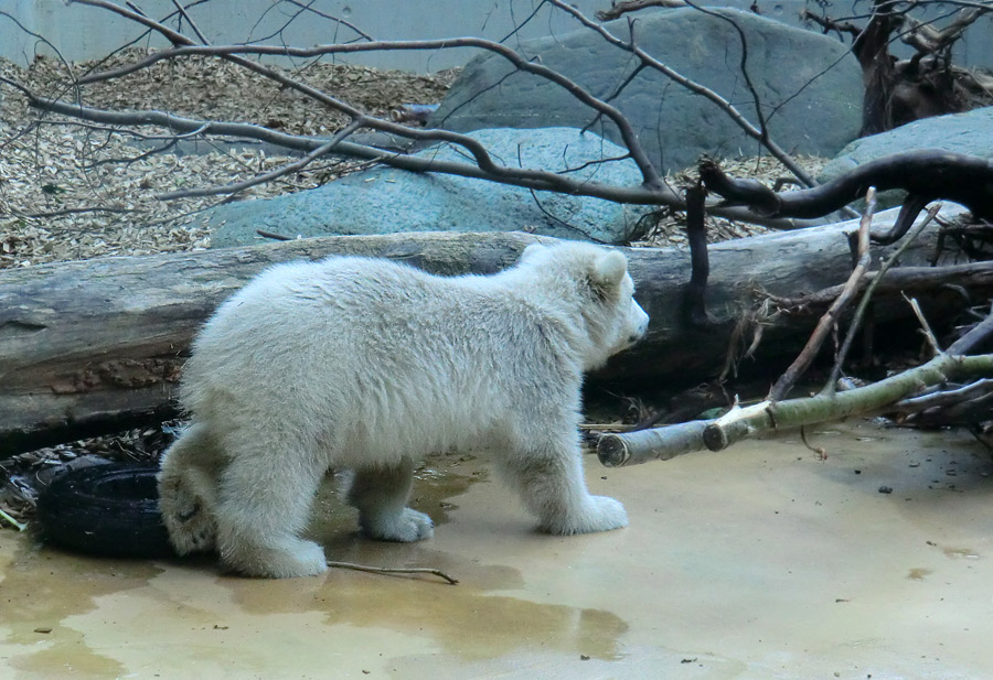 Eisbärbaby ANORI am 4. Mai 2012 im Zoologischen Garten Wuppertal