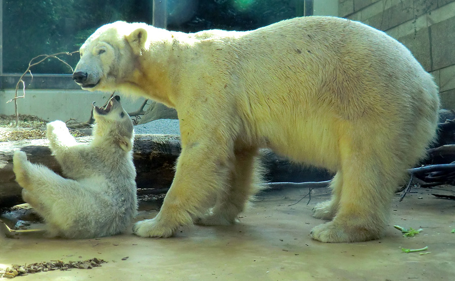Eisbärbaby ANORI und Eisbärin VILMA am 12. Mai 2012 im Zoo Wuppertal