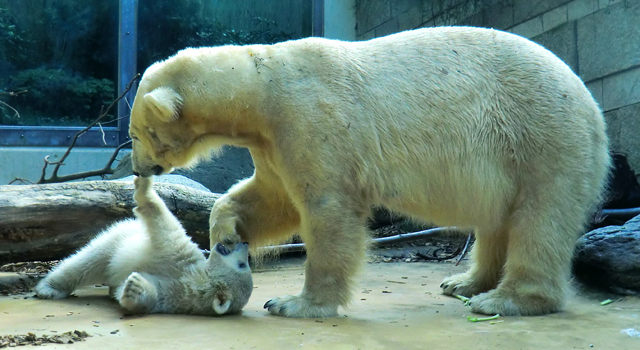 Eisbärbaby ANORI und Eisbärin VILMA am 12. Mai 2012 im Zoologischen Garten Wuppertal