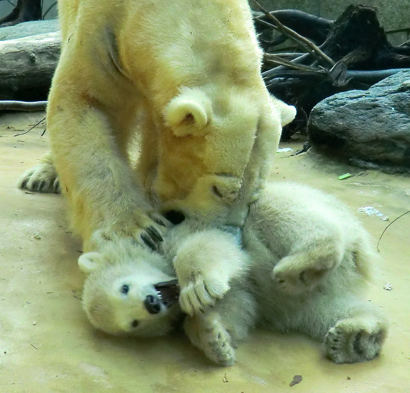 Eisbärbaby ANORI und Eisbärin VILMA am 12. Mai 2012 im Wuppertaler Zoo