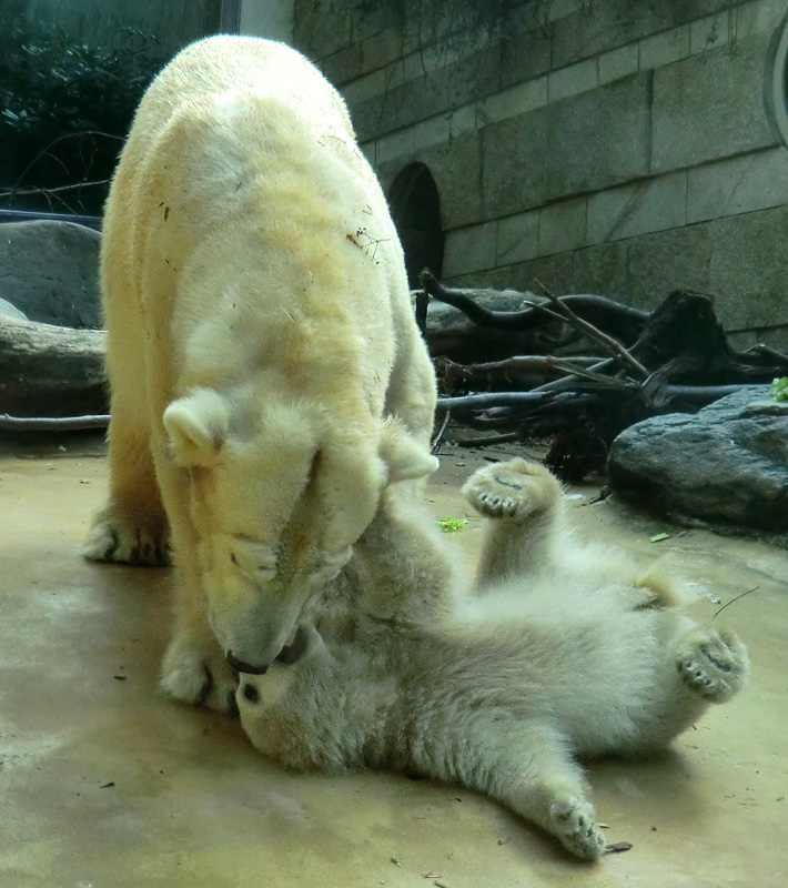 Eisbärbaby ANORI und Eisbärin VILMA am 12. Mai 2012 im Zoo Wuppertal