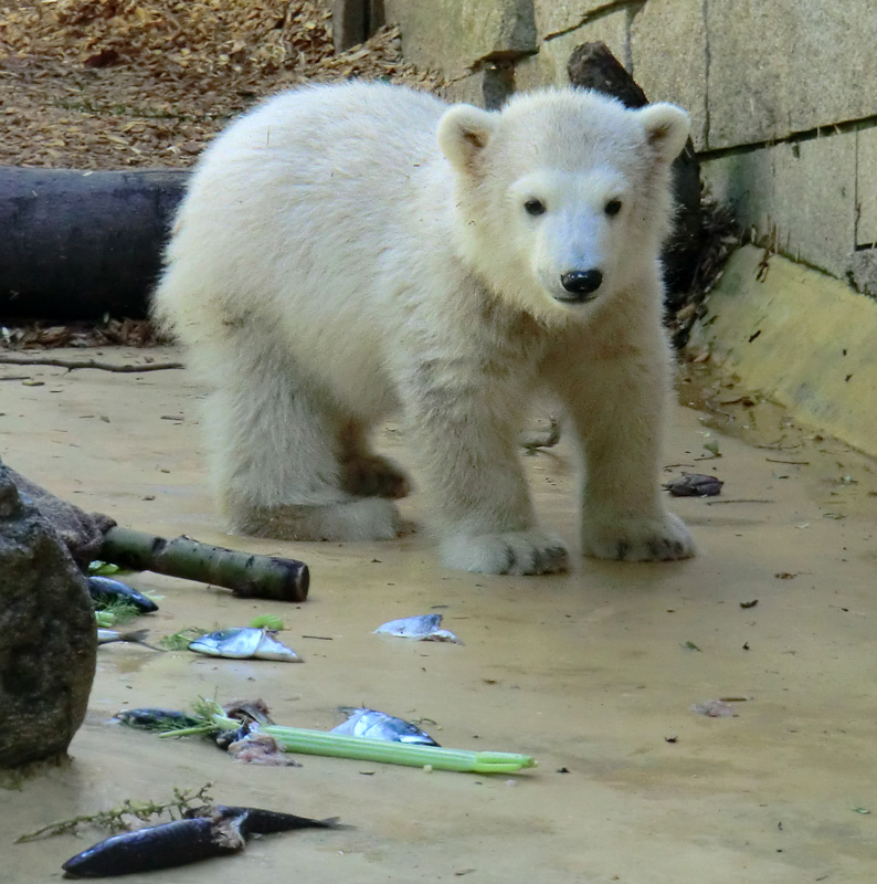 Eisbärbaby ANORI am 12. Mai 2012 im Zoo Wuppertal