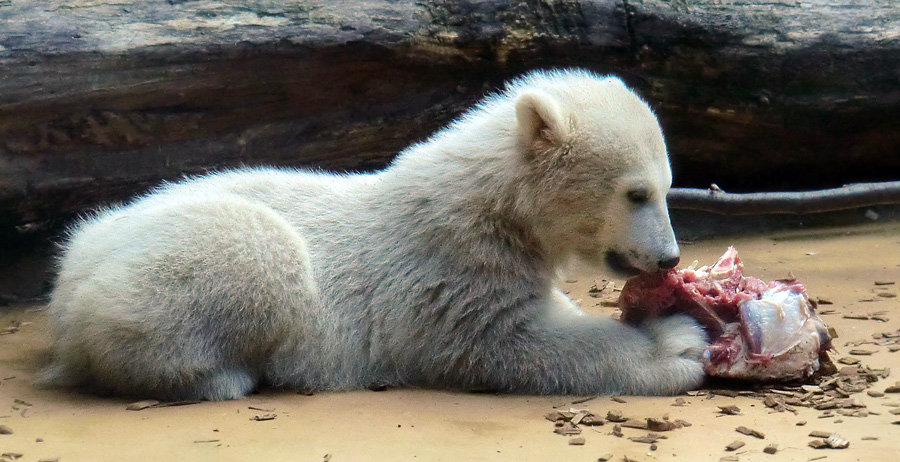 Eisbärbaby ANORI am 12. Mai 2012 im Wuppertaler Zoo