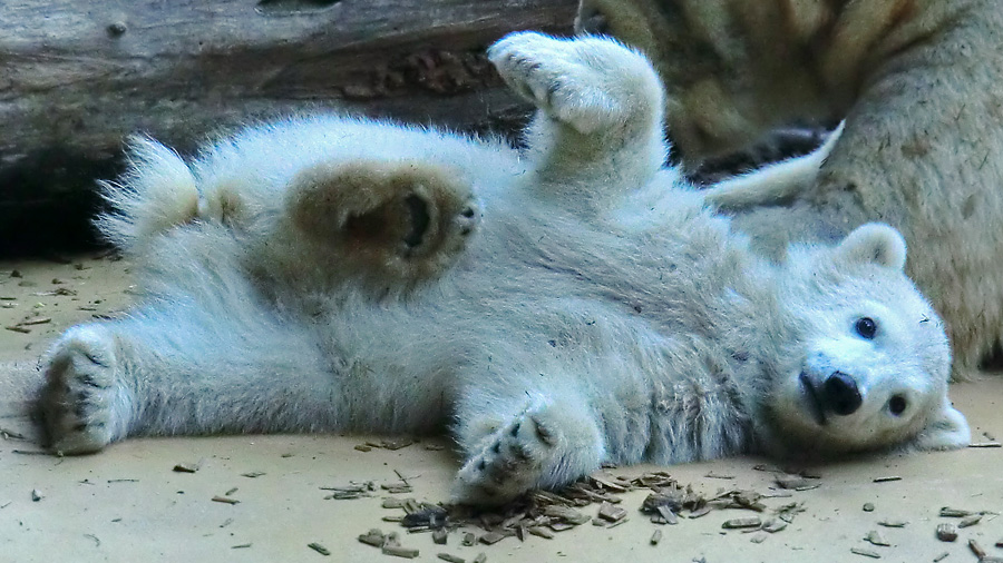 Eisbärbaby ANORI am 12. Mai 2012 im Zoologischen Garten Wuppertal