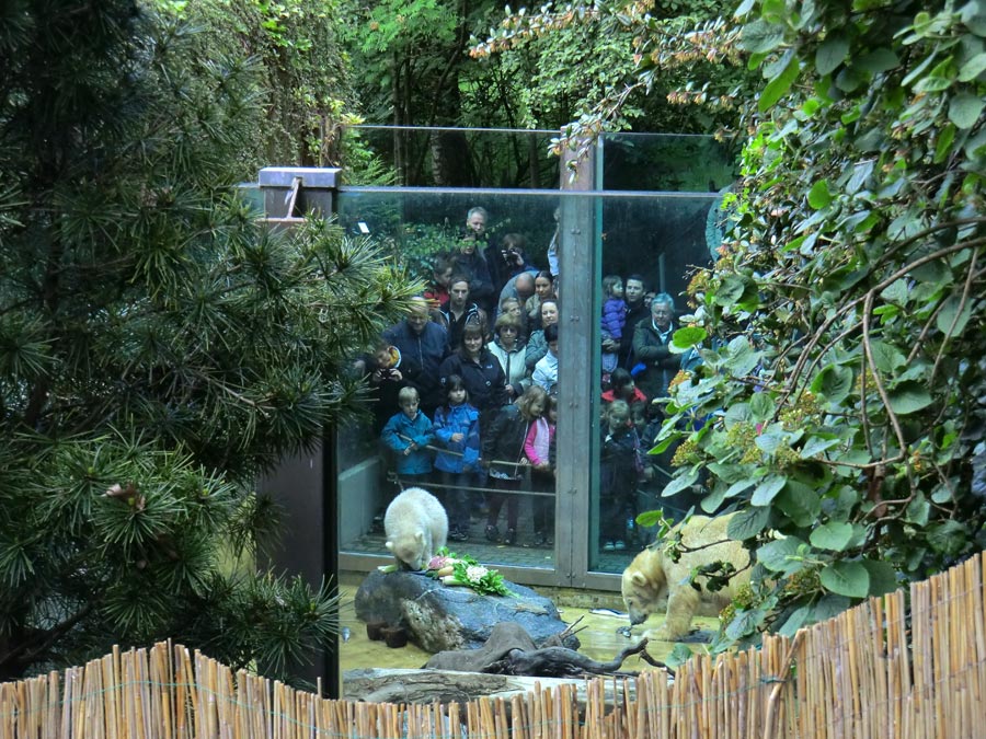 Eisbärbaby ANORI und Eisbärin VILMA am 12. Mai 2012 im Wuppertaler Zoo