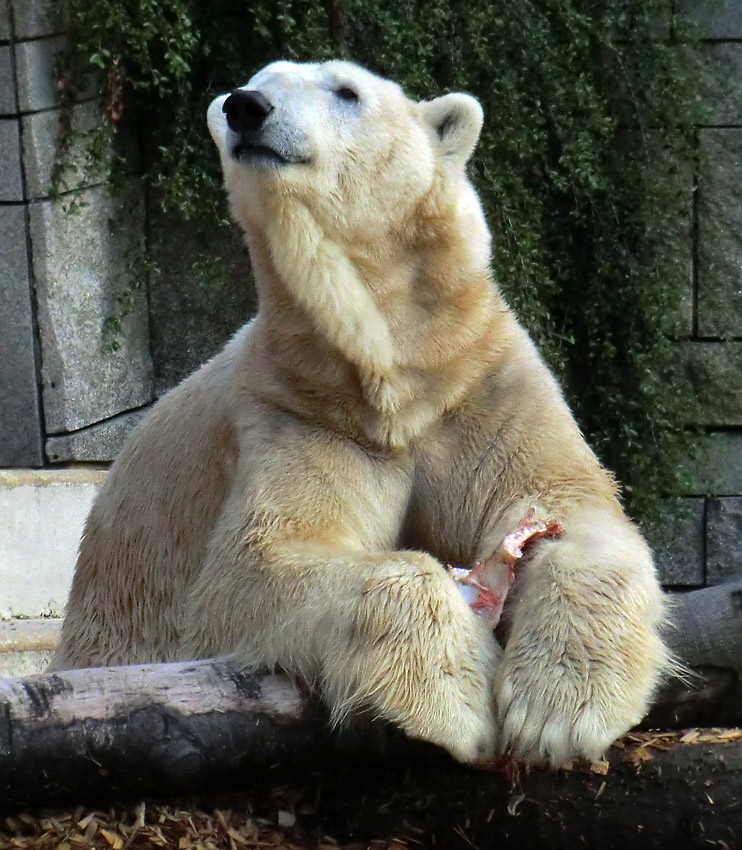 Eisbär LARS am 12. Mai 2012 im Wuppertaler Zoo
