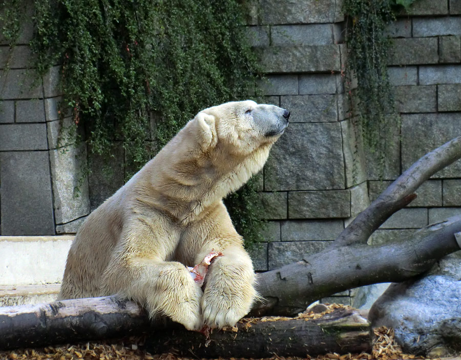 Eisbär LARS am 12. Mai 2012 im Zoo Wuppertal
