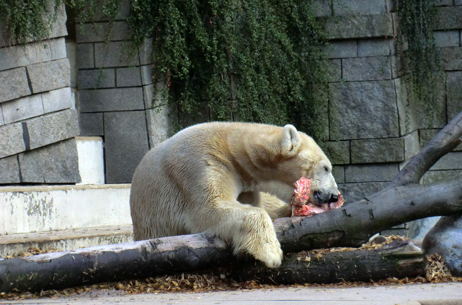 Eisbär LARS am 12. Mai 2012 im Wuppertaler Zoo