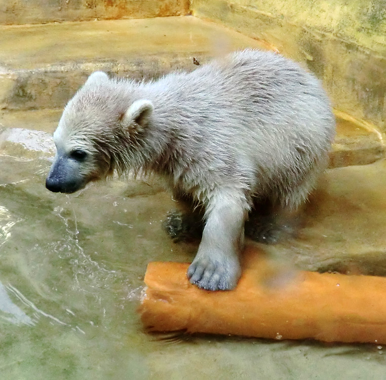 Eisbärbaby ANORI am 19. Mai 2012 im Wuppertaler Zoo