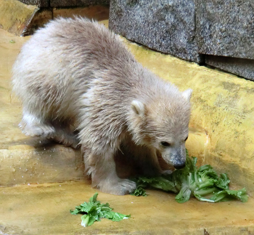 Eisbärbaby ANORI am 19. Mai 2012 im Wuppertaler Zoo