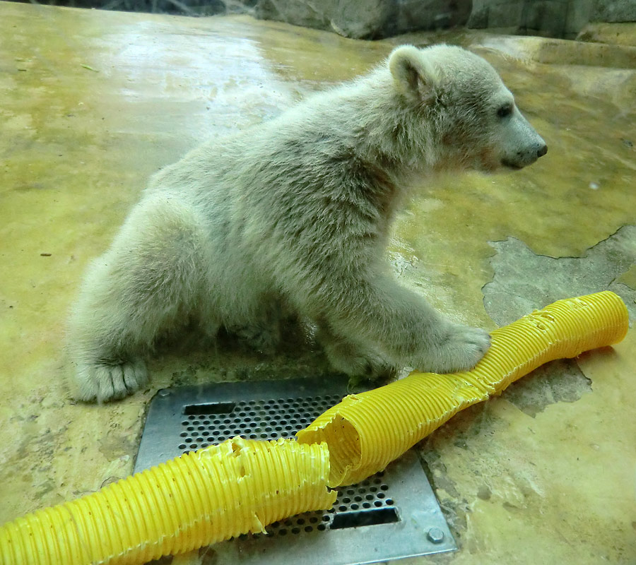 Eisbärbaby ANORI am 19. Mai 2012 im Zoo Wuppertal