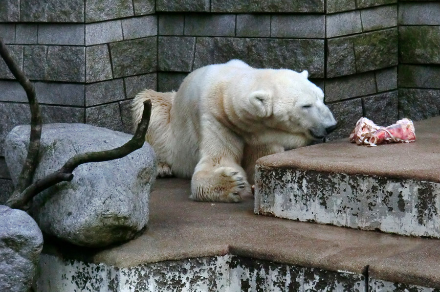 Eisbär LARS am 19. Mai 2012 im Zoo Wuppertal