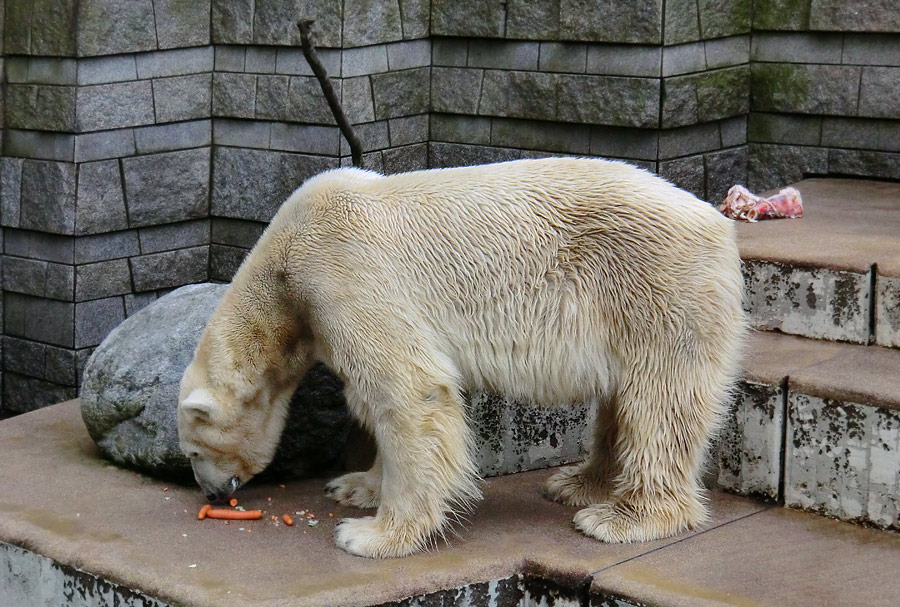 Eisbär LARS am 19. Mai 2012 im Wuppertaler Zoo