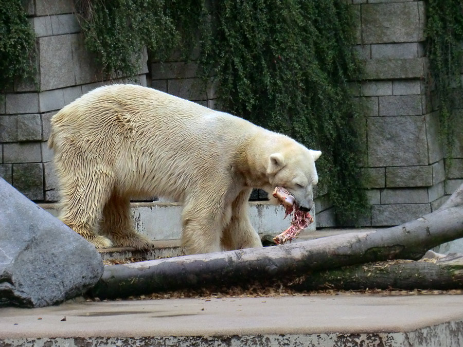 Eisbär LARS am 19. Mai 2012 im Zoologischen Garten Wuppertal