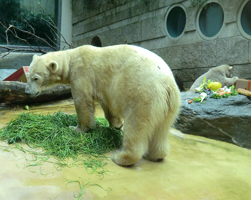 Eisbärbaby ANORI am 20. Mai 2012 im Zoologischen Garten Wuppertal