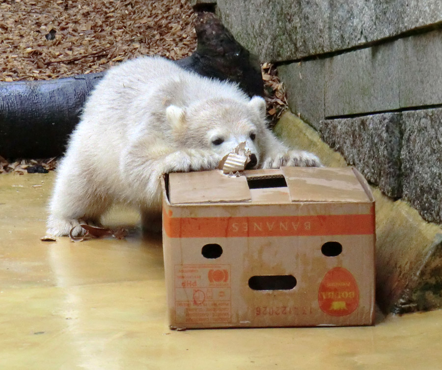 Eisbärbaby ANORI am 20. Mai 2012 im Wuppertaler Zoo