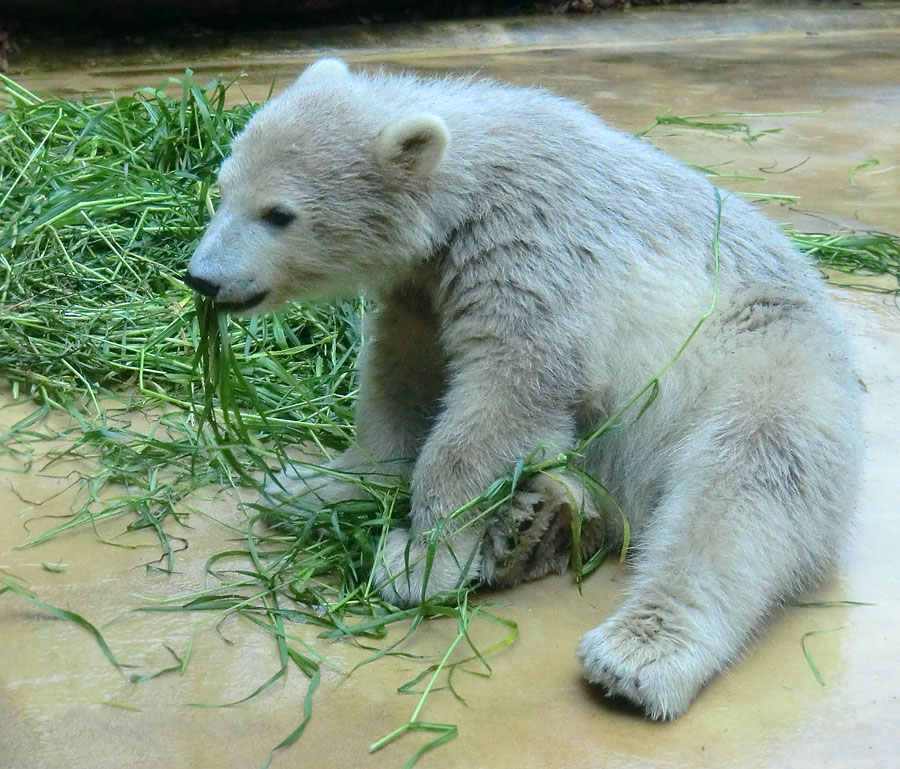 Eisbärbaby ANORI am 20. Mai 2012 im Wuppertaler Zoo