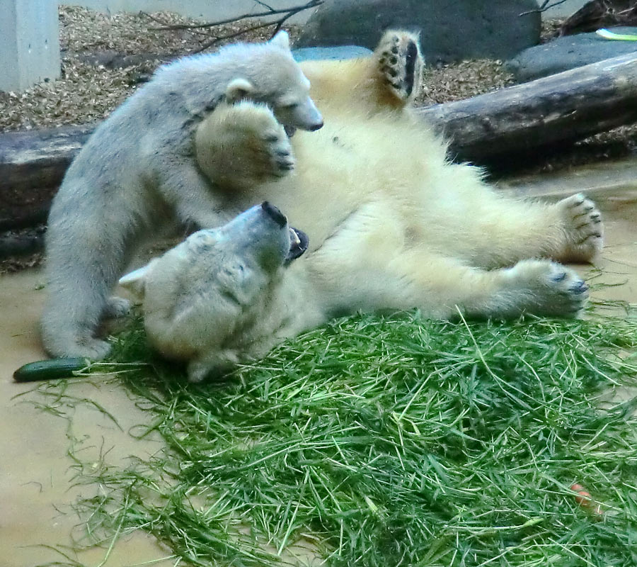 Eisbärbaby ANORI und Eisbärin VILMA am 20. Mai 2012 im Zoologischen Garten Wuppertal