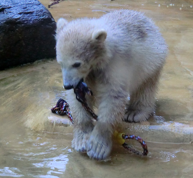Eisbärbaby ANORI am 21. Mai 2012 im Wuppertaler Zoo