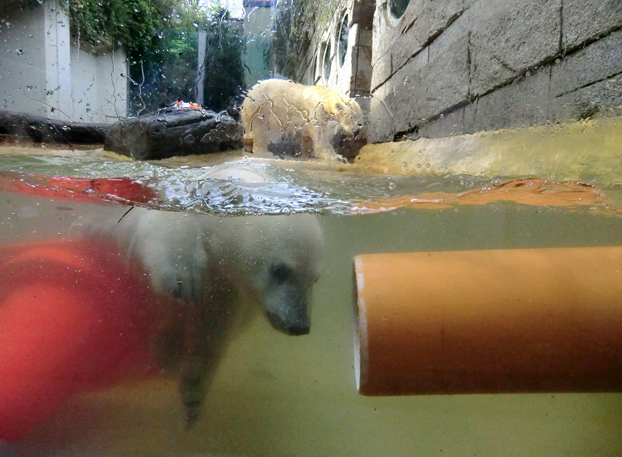 Eisbärbaby ANORI und Eisbärin VILMA am 21. Mai 2012 im Zoo Wuppertal