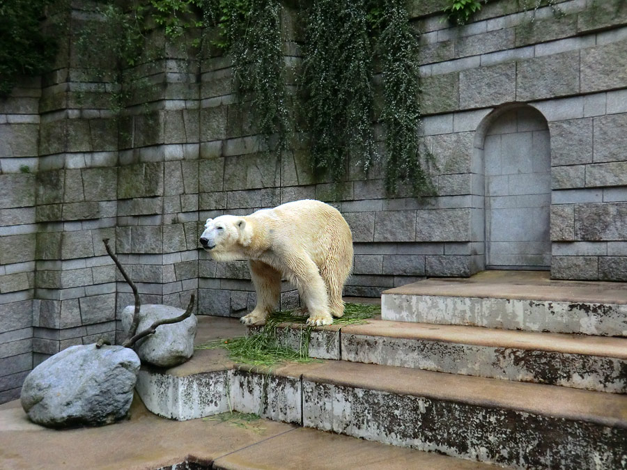 Eisbär LARS am 21. Mai 2012 im Zoo Wuppertal
