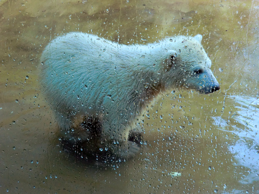 Eisbärbaby ANORI am 26. Mai 2012 im Zoo Wuppertal