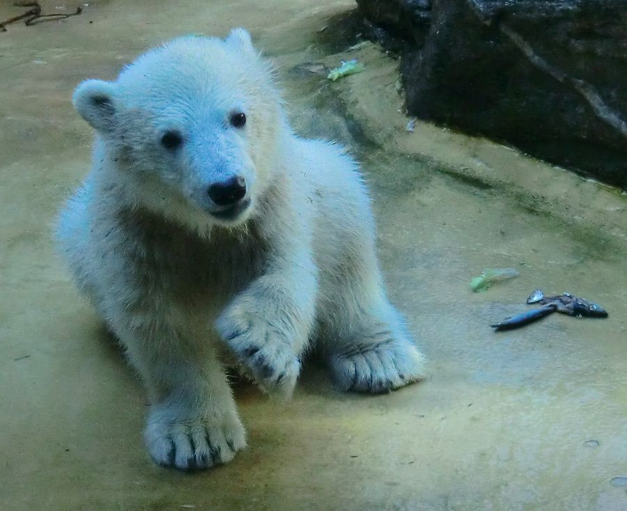 Eisbärbaby ANORI am 26. Mai 2012 im Zoo Wuppertal
