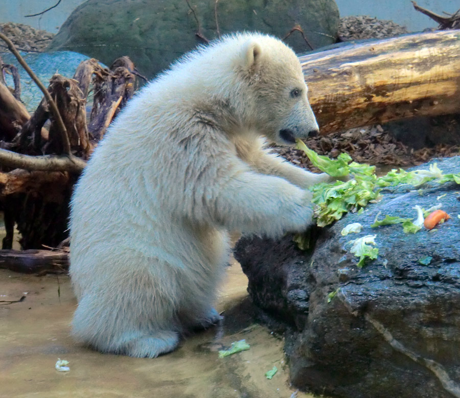 Eisbärbaby ANORI am 26. Mai 2012 im Zoologischen Garten Wuppertal