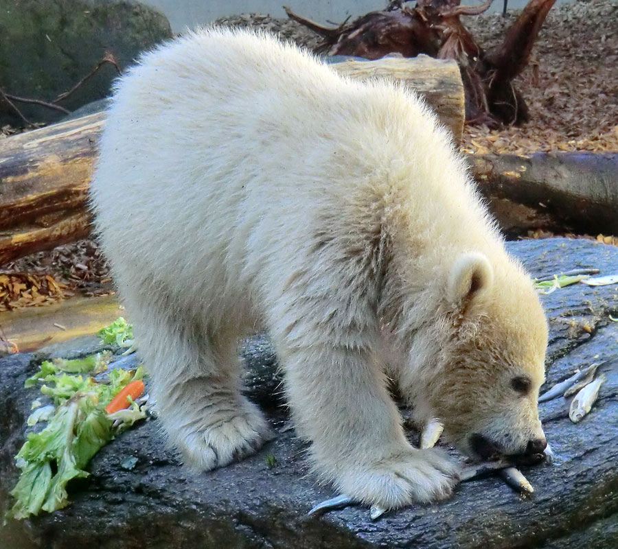 Futter für Eisbärbaby ANORI am 26. Mai 2012 im Zoo Wuppertal