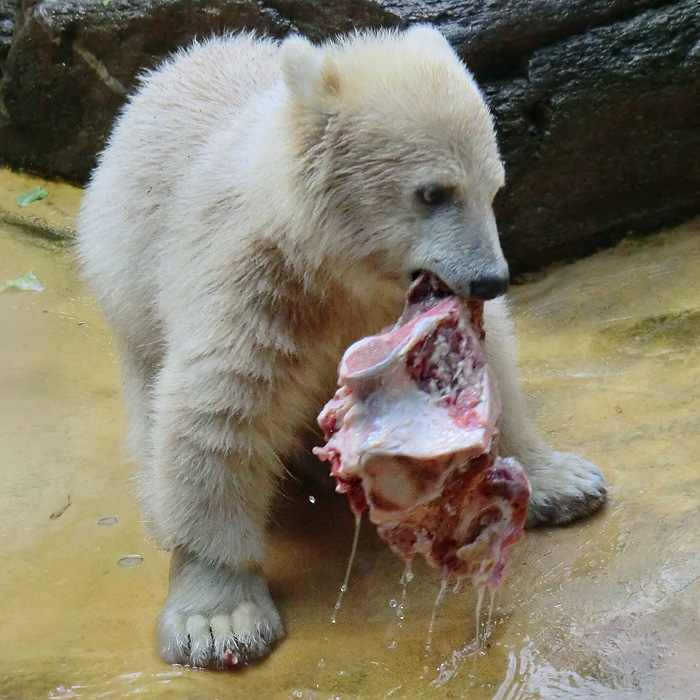 Eisbärmädchen ANORI am 27. Mai 2012 im Wuppertaler Zoo