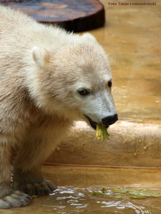 Eisbärmädchen ANORI am 31. Mai 2012 im Zoologischen Garten Wuppertal (Foto Tanja Lewandowski)
