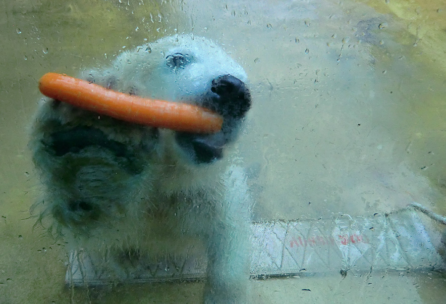 Eisbärmädchen ANORI am 1. Juni 2012 im Zoologischen Garten Wuppertal