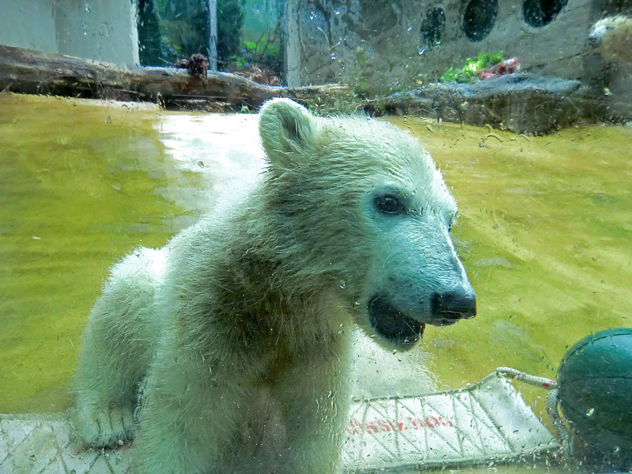 Eisbärmädchen ANORI am 1. Juni 2012 im Zoologischen Garten Wuppertal