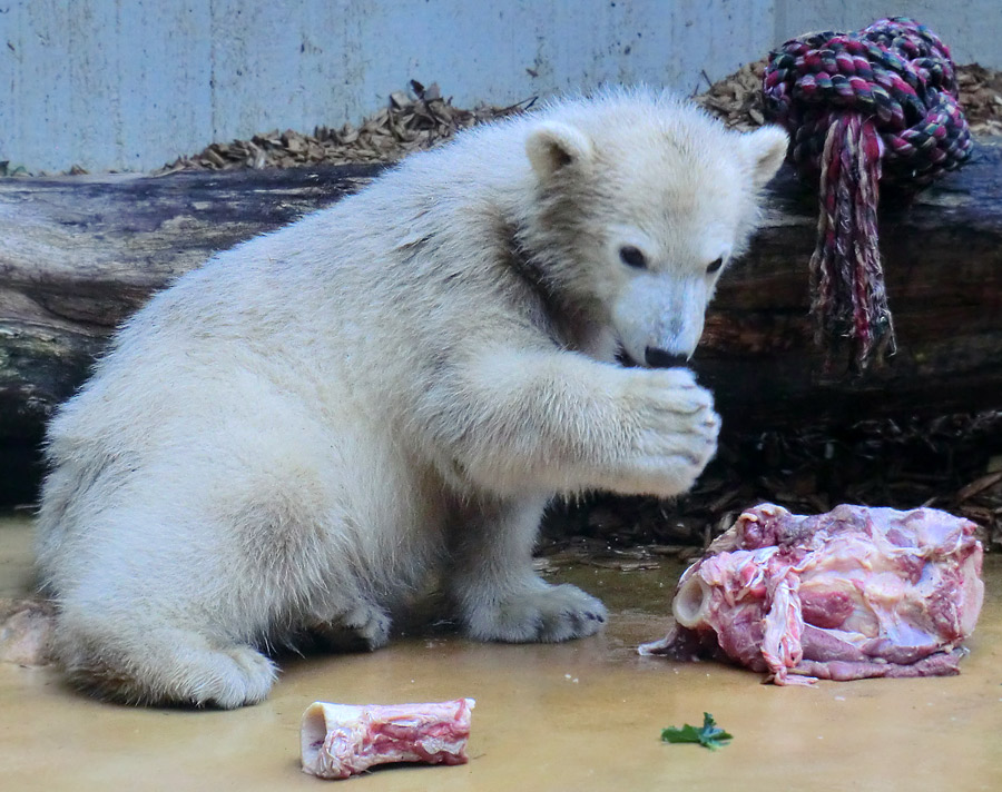 Eisbärmädchen ANORI am 1. Juni 2012 im Wuppertaler Zoo