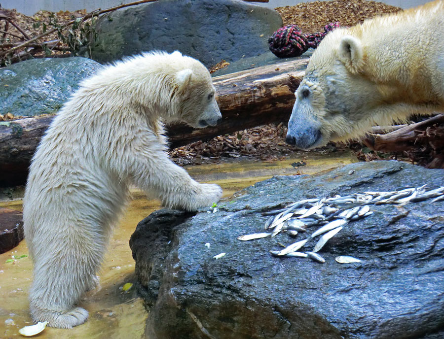 Eisbärmädchen ANORI und Eisbärin VILMA am 2. Juni 2012 im Wuppertaler Zoo
